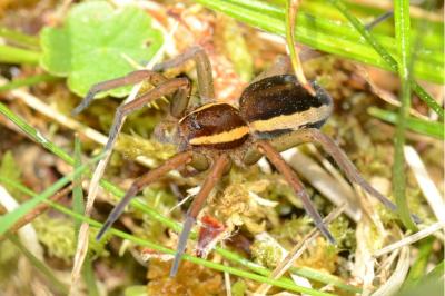 <i>Dolomedes fimbriatus</i>