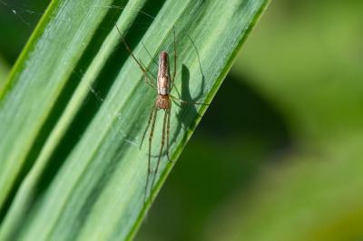 <i>Tetragnatha</i>