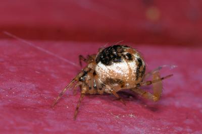 <i>Sardinidion blackwalli</i>