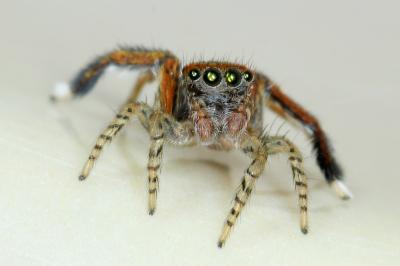 <i>Saitis barbipes</i>