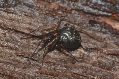 <i>Lepthyphantes minutus</i>