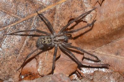 <i>Eratigena saeva</i>