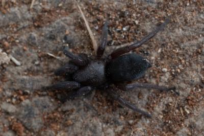 <i>Scotophaeus</i>