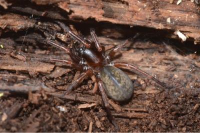 <i>Coelotes atropos</i>