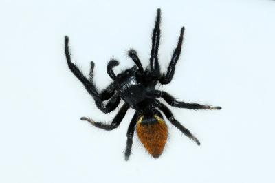 <i>Carrhotus xanthogramma</i>