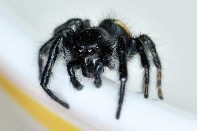 <i>Carrhotus xanthogramma</i>