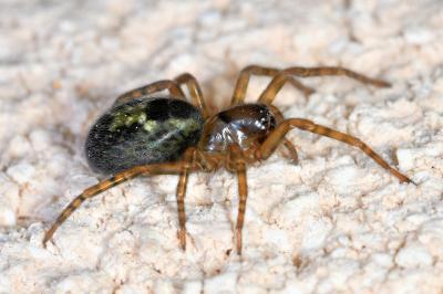<i>Amaurobius</i>