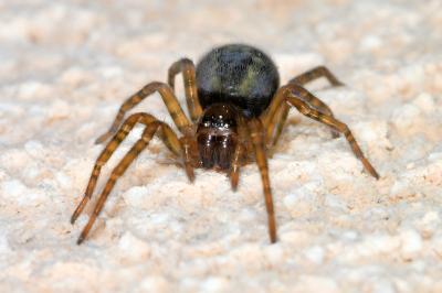 <i>Amaurobius</i>