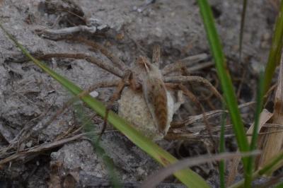 <i>Pisaura mirabilis</i>