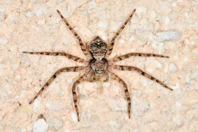 <i>Philodromus margaritatus</i>