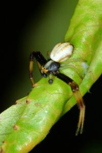 <i>Misumena vatia</i>