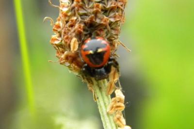 <i>Synema globosum</i>
