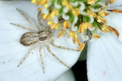 <i>Philodromus dispar</i>
