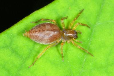 <i>Clubiona comta</i>