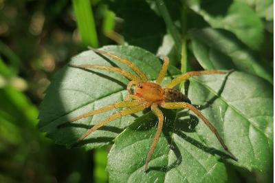<i>Dolomedes</i>