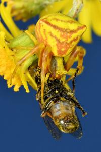 <i>Thomisus onustus</i>