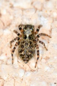 <i>Pseudeuophrys erratica</i>