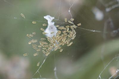 <i>Uloborus walckenaerius</i>