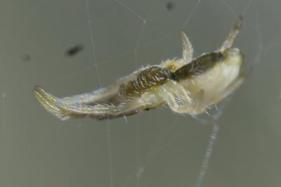 <i>Uloborus walckenaerius</i>