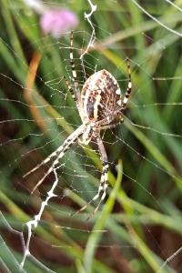 <i>Argiope bruennichi</i>