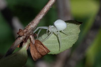 <i>Misumena vatia</i>