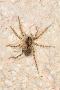 <i>Pardosa</i>