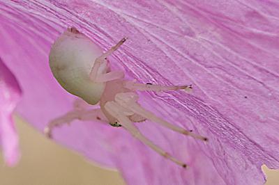 <i>Misumena vatia</i>