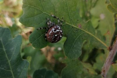 <i>Araneus quadratus</i>
