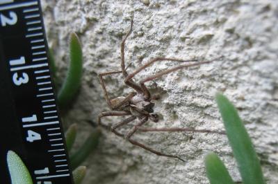 Pisaura mirabilis