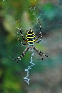 <i>Argiope bruennichi</i>