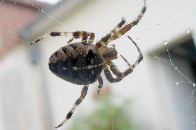 <i>Araneus diadematus</i>