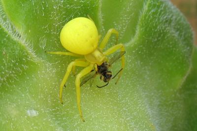 <i>Misumena vatia</i>