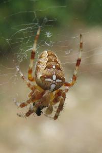 <i>Araneus diadematus</i>