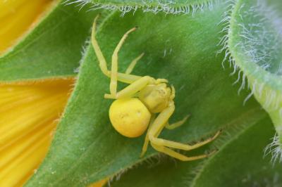<i>Misumena vatia</i>