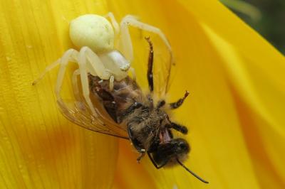 <i>Misumena vatia</i>