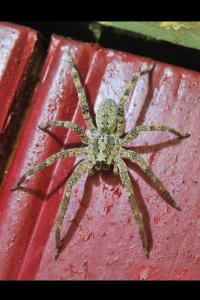 <i>Zoropsis spinimana</i>
