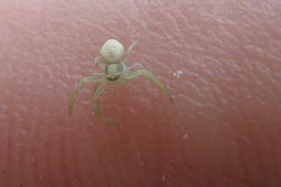 <i>Misumena vatia</i>