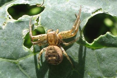 <i>Xysticus</i>