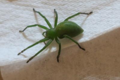 <i>Micrommata</i>
