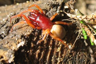 <i>Dysdera crocata</i>