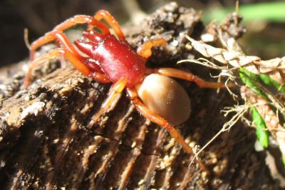 <i>Dysdera crocata</i>