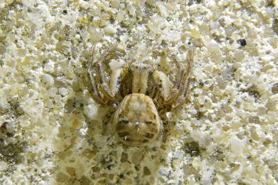 <i>Xysticus</i>