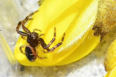 <i>Synema globosum</i>