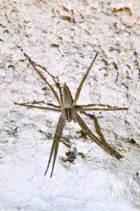 <i>Pisaura mirabilis</i>