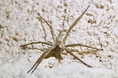 <i>Pisaura mirabilis</i>