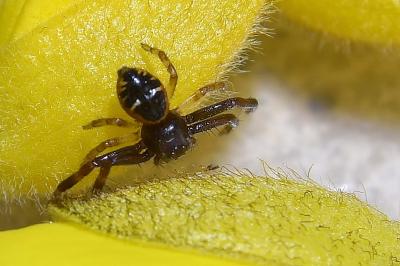 <i>Synema globosum</i>