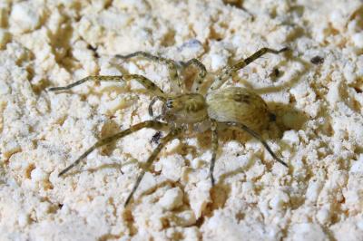 <i>Anyphaena accentuata</i>