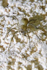 <i>Anyphaena accentuata</i>