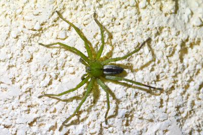 <i>Micrommata ligurina</i>