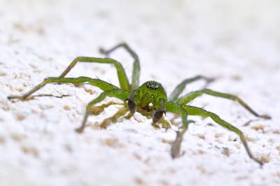 <i>Micrommata ligurina</i>